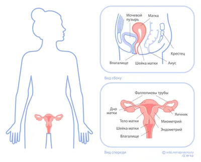 Онко Вики — Как устроена женская репродуктивная система?