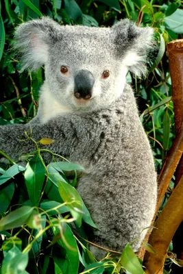 Обои коала 640x960 iPhone 4/4S Изображение