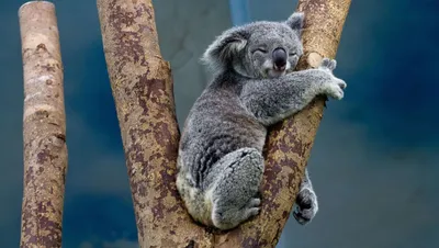 спящая коала отдыхает на ветке эвкалипта, картинки коала фон картинки и  Фото для бесплатной загрузки