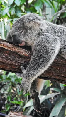 милый мультяшный серый коала на белом фоне PNG , серый, молодой, задний  план PNG картинки и пнг рисунок для бесплатной загрузки