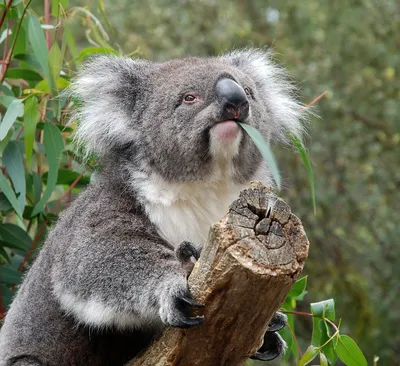 Заповедник коал Одинокая сосна | Удивительный мир
