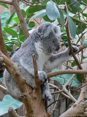 Когда в мире исчезнут все коалы, рассказали австралийские ученые - KP.RU