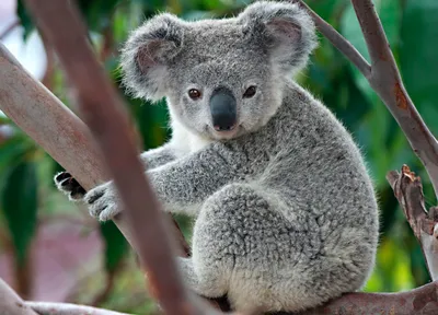 Австралия выделит 35 млн долларов на защиту коал - АЗЕРТАДЖ