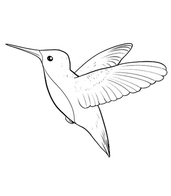 Тропическая птица колибри - 63 фото