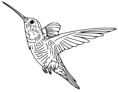 Раскраски колибри птица (49 фото) » Картинки, раскраски и трафареты для  всех - Klev.CLUB