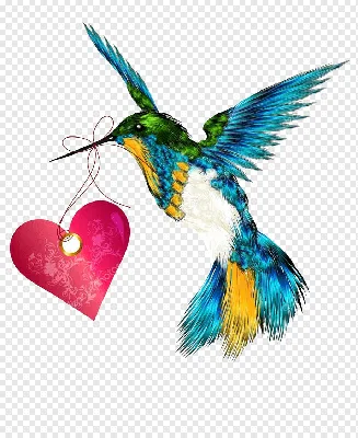 рисунок иллюстрации летающих колибри набросок эскиза вектор PNG , рисунок  птицы, рисунок крыла, рисунок крысы PNG картинки и пнг рисунок для  бесплатной загрузки