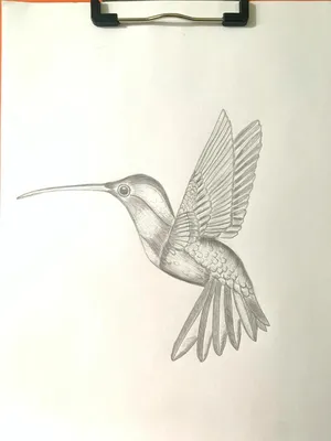 Рисунок колибри, красивый стриженый хвост, клюв, перо, опылитель, клюв,  красивые ножницы, птица png | PNGWing