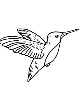 Иллюстрация Кактус и колибри в стиле академический рисунок,