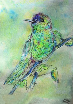 Как нарисовать птицу колибри карандашами ручкой поэтапно