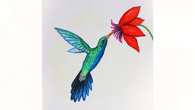 Уроки рисования. Как нарисовать птицу КОЛИБРИ пастелью | Art School -  YouTube
