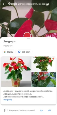 Интернет-магазин комнатных растений и цветов в горшках ARTPLANTS: купить  растения в кашпо с доставкой по Москве
