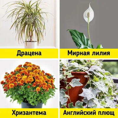 Комнатные цветы: фото и названия роскошных растений, которые могут  поселиться дома