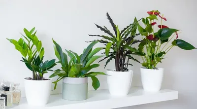 13 комнатных растений, которым не нужно много света | myDecor