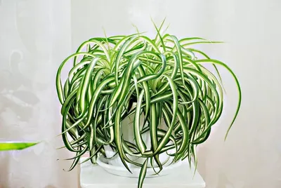 Самые выносливые комнатные растения: топ-30 растущих в любых условиях, фото