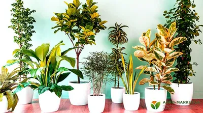 Флористические тренды — 2022: 9 комнатных растений, захватывающих наши  интерьеры — Roomble.com