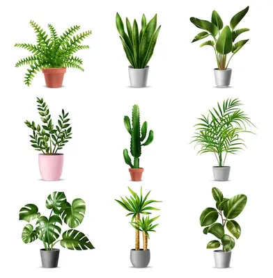Зеленые комнатные растения с горшечным монстером, фикусом, кактусом,  бананом, пальмой, юккой, на белом фоне, реалистичная изолированная  иллюстрация | Премиум векторы