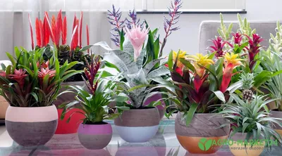 10 комнатных растений, привлекающих в дом любовь | myDecor