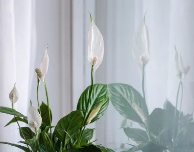 Самые выносливые комнатные растения: топ-30 растущих в любых условиях, фото