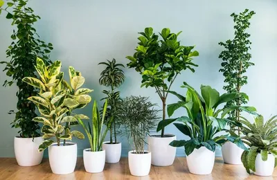 Комнатных растений