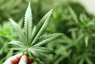 Германия намерена легализовать марихуану. Как относится к ее употреблению  остальная Европа? | Euronews