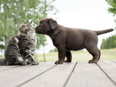 Первое знакомство собаки с кошкой