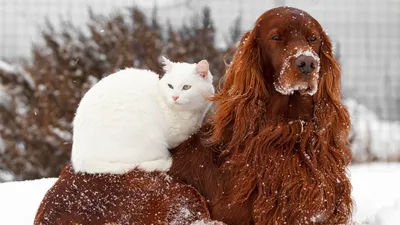 Кошка с собакой. Как подружить домашних животных – советы зоомагазина  Бетховен