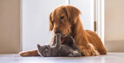 Как подружить кошку и собаку: пошаговая инструкция с советами экспертов