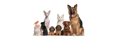 Кошки против собак: ученые проверили, кто умнее