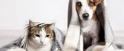 Мебель для кошек и собак: нужна ли домашним животным и сколько стоит