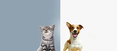 Определение оптимального питания для кошек и собак | Клуб ветеринаров