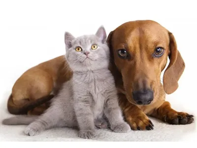 Стрижка собак и кошек в Ветеринарном Госпитале