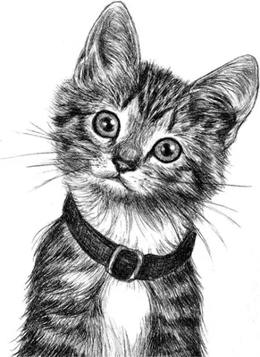 Рисунок кошки карандашом. Простые нарисованные картинки кошек. Более 30  рисунков кошек и котов, выполненных прост… | Рисунки, Олень рисунок, Дизайн  картин на холсте