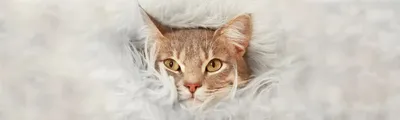 Ученые изучили влияние серебряной лозы на здоровье кошек | Ветеринария и  жизнь