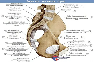 Анатомия: Соединения костей таза | Анатомия, Тазо, Медицина