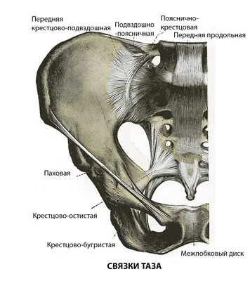Анатомия тазового дна - KinesioPro