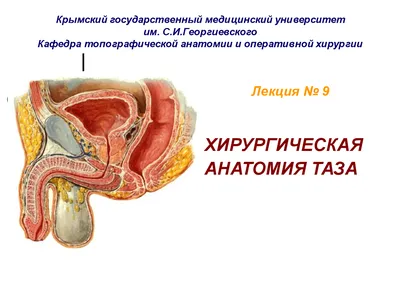 Медицинская модель таза женский тазовой кости таза обучающая анатомическая  модель образец тазобедренного скелета анатомия | AliExpress