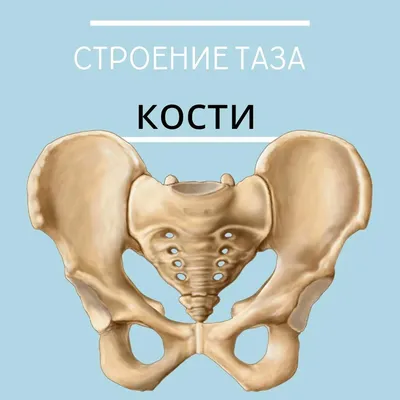 Несколько факторов о тазе и строение таза(костная часть) в картинках. —  Елена Самсонова на TenChat.ru