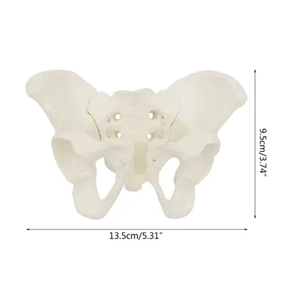 Рентгенография костей таза. | Портал радиологов