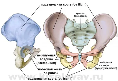 Анатомия, биомеханика, асаны для ног. Часть 1. Скелет нижней конечности.  Сайт Киселёвых Алексея и Татьяны