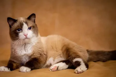 В Тюмени умер самый старый кот в России — Сноб