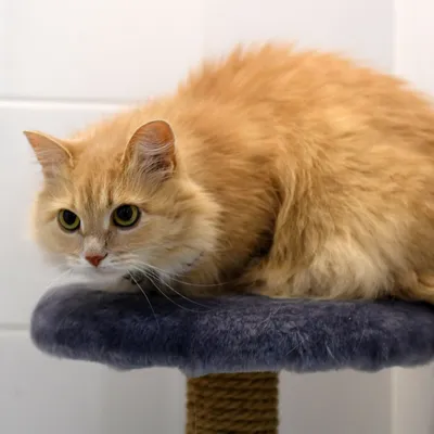 Олицетворяющий усталость после рабочего дня кот развеселил Сеть – видео