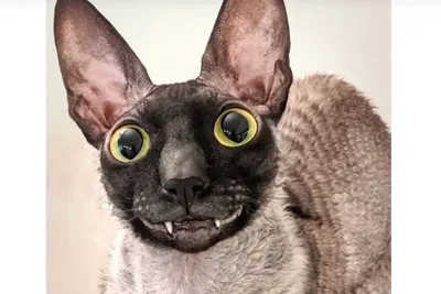 Улыбающийся кот Пиксель радует интернет глупой ухмылкой