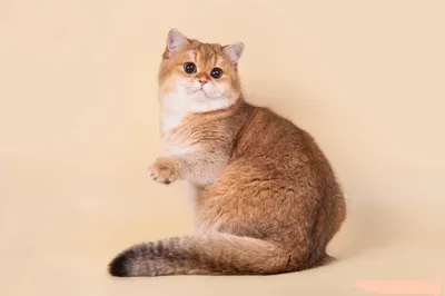 Камышовый кот