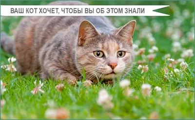 Почему кот седеет - причины назвали ветеринары | РБК Украина