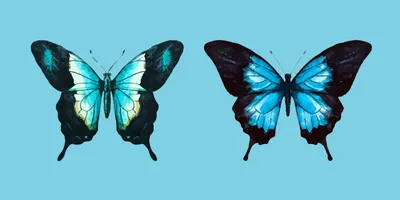 Бабочка акварельная Красивые бабочки, нарисованные вручную, изолированы  Иллюстрация штока - иллюстрации насчитывающей сумеречница, померанцово:  158680361