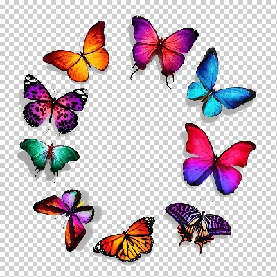иллюстрация крыла бабочки с красными краями PNG , крылья бабочки с красными  краями, красивые бабочки, маленькие животные PNG картинки и пнг PSD рисунок  для бесплатной загрузки