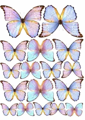 бабочки нарисованные рукой иллюстрация вектора. иллюстрации насчитывающей  бобра - 101018210