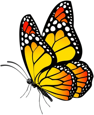 Вафельная картинка бабочки перламутровые - купить с доставкой по выгодным  ценам в интернет-магазине OZON (1218680303)