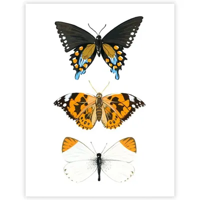 Две голубые бабочки рисунок - фото и картинки abrakadabra.fun