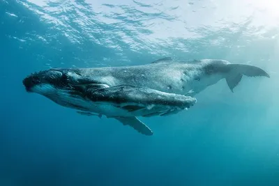 Красивые китов